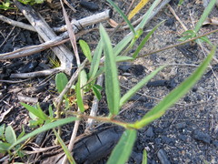 Sida linifolia