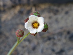 Sida linifolia