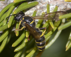 Cerceris atramontensis