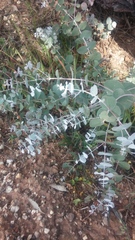 Eucalyptus cinerea