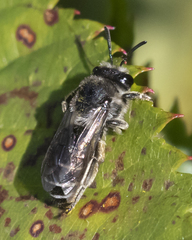 Colletes simulans armatus