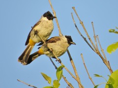 Sooty-Headed Bulbul photo 3