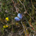 Erina hyacinthina simplex - Photo (c) cosmicseacow, algunos derechos reservados (CC BY-NC)