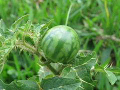 Solanum palinacanthum