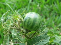 Solanum palinacanthum