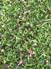 Bryophyta
