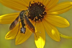 Lepidophora lepidocera