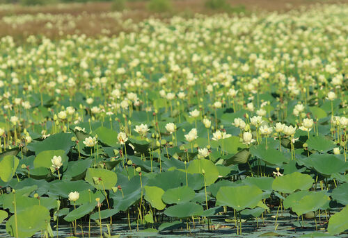 Nelumbo lutea