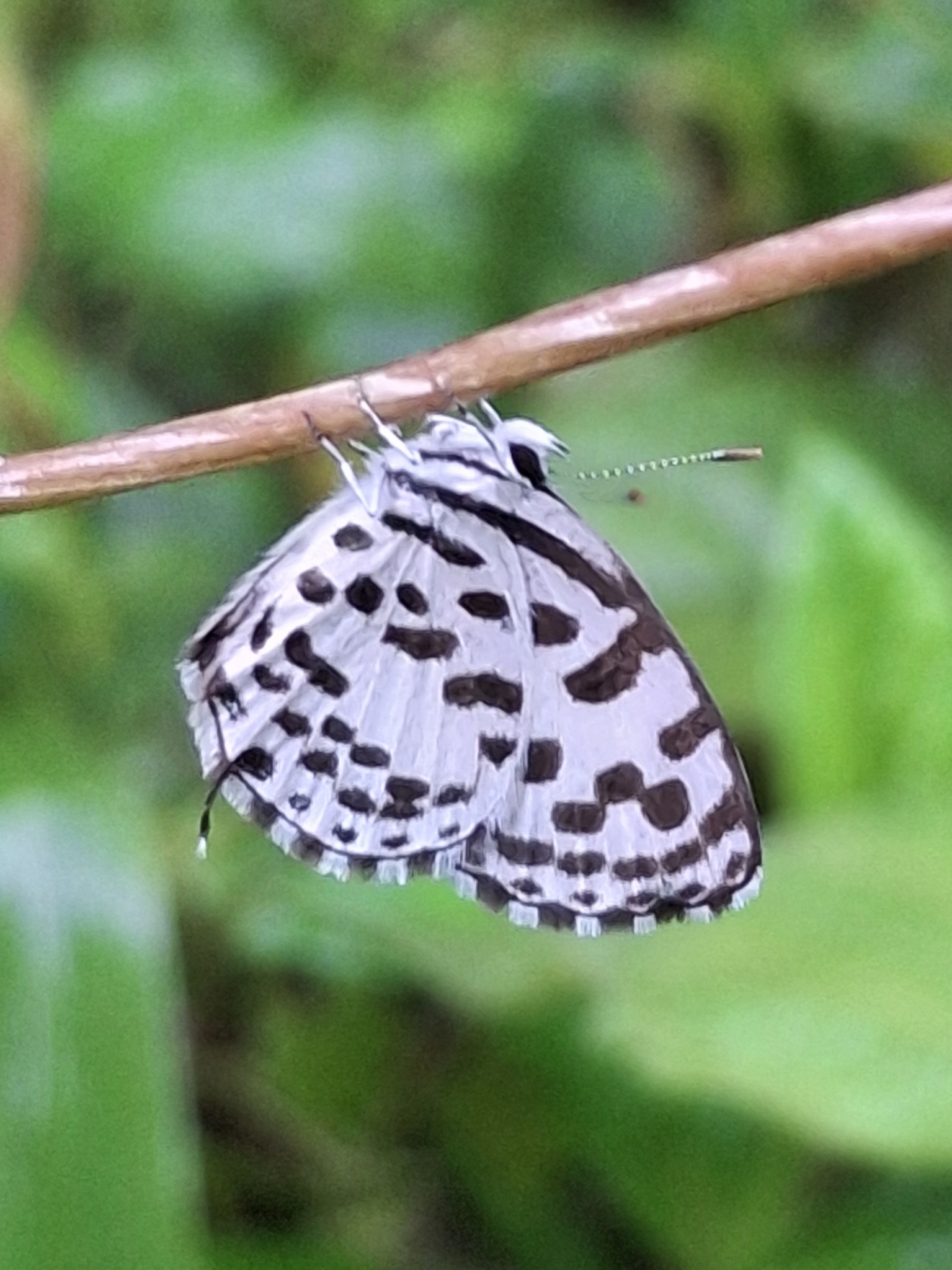 Common Pierrot