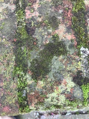 Bryophyta
