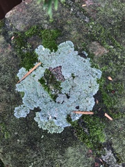 Fungi