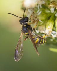 Cerceris atramontensis