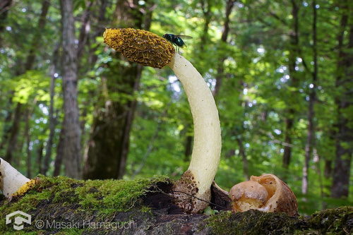 Phallus flavocostatus