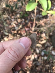 Nhambikuara cerradensis