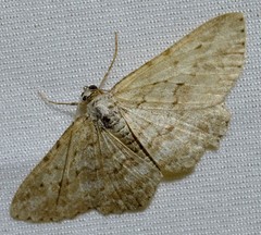 Psilosticha absorpta