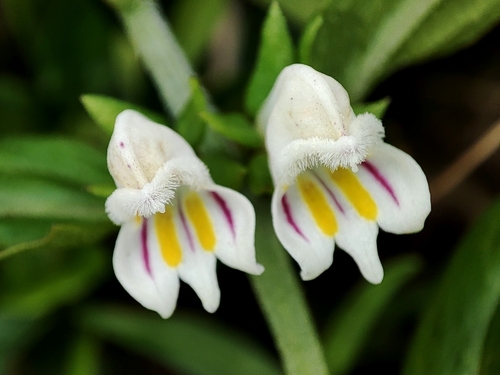 Melampyrum saxosum (Melampyrum saxosum)