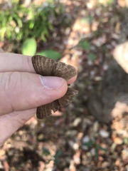 Nhambikuara cerradensis