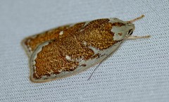 Euchaetis rhizobola