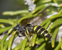 Cerceris atramontensis