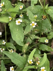Galinsoga quadriradiata