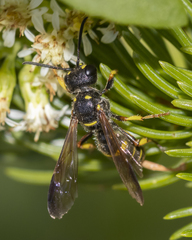 Cerceris atramontensis