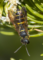 Cerceris atramontensis