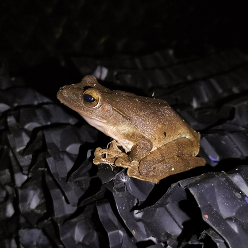 Polypedates iskandari