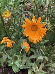 Asteroideae