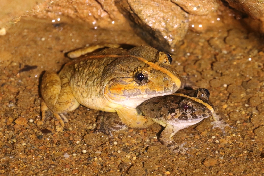 Poilan's Wart Frog