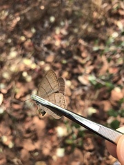 Nhambikuara cerradensis