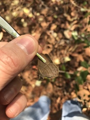 Nhambikuara cerradensis