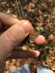 Nhambikuara cerradensis