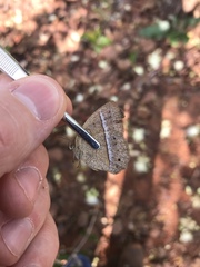 Yphthimoides patricia