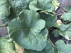 Angiospermae