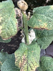 Angiospermae