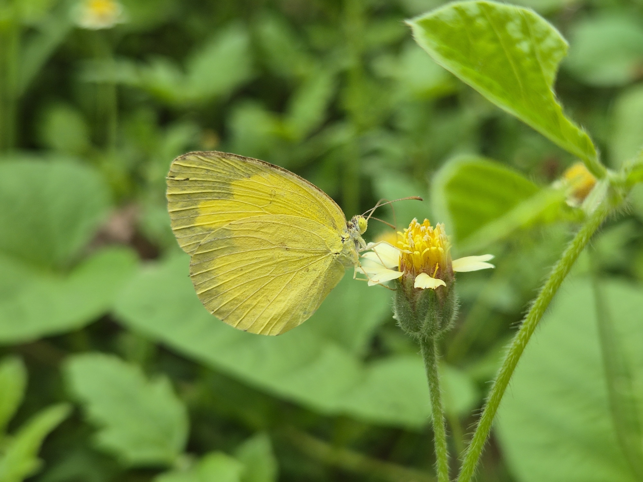 Common Grass Yellow