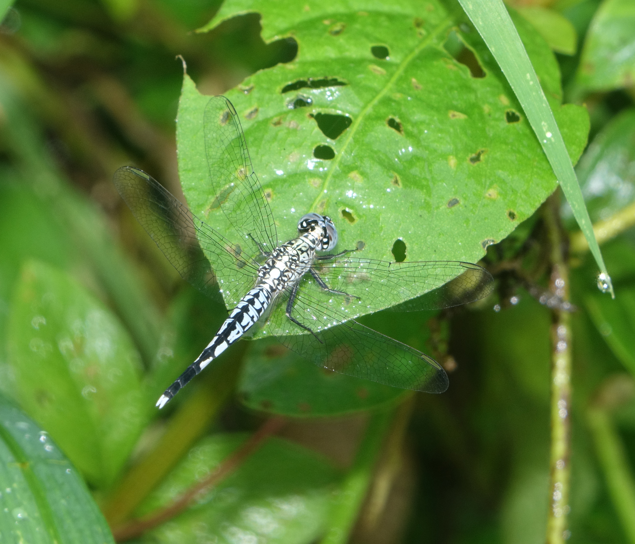 Trumpet-Tail