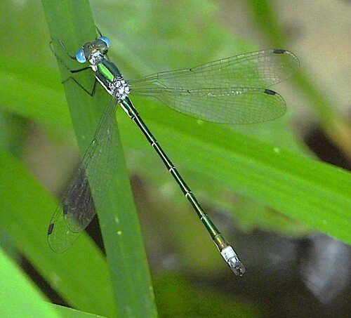 Emerald Spreadwing photo 4