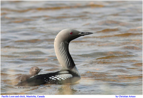 Pacific Loon