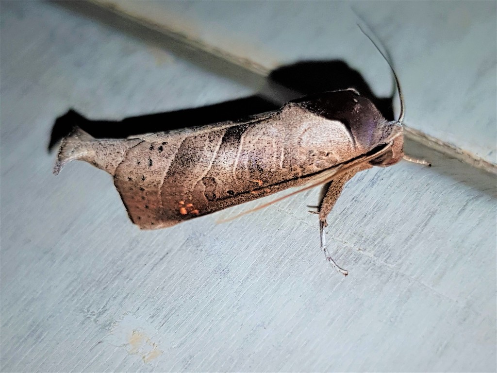 Marthula grisescens