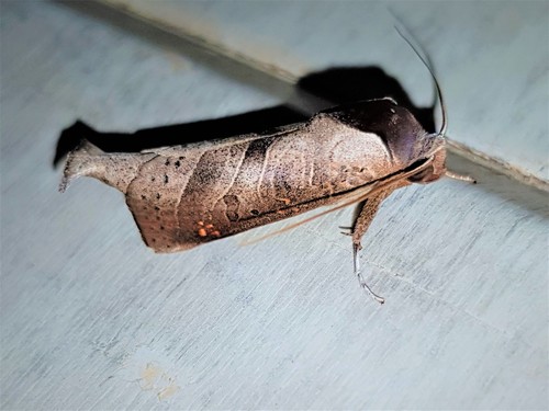 Marthula grisescens