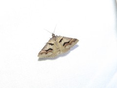 Dichromodes atrosignata