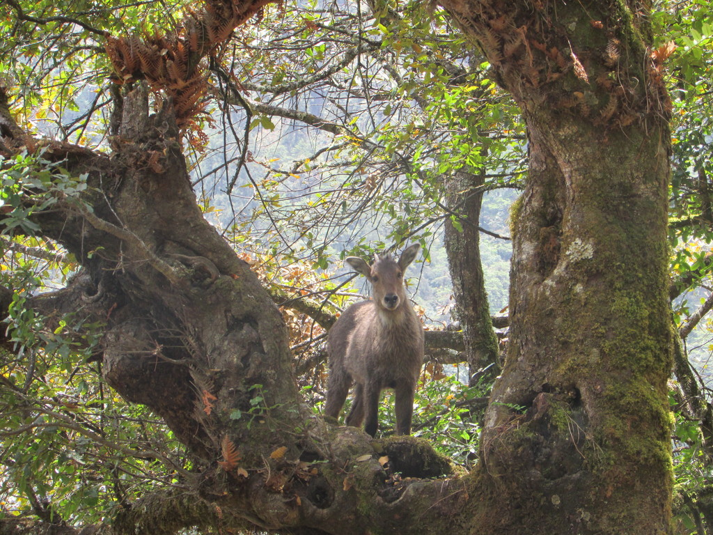 Himalayan Goral