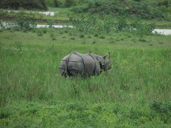 Rhinoceros unicornis