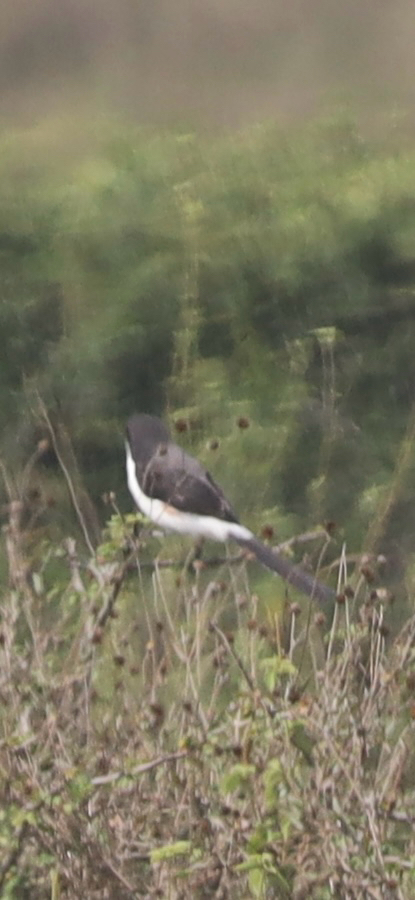 Long-tailed Fiscal (Lanius cabanisi), photo 1