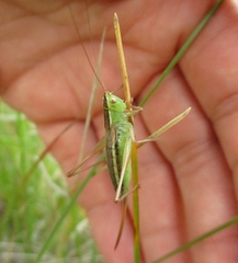 Conocephalus saltans