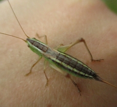 Conocephalus saltans