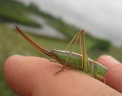 Conocephalus saltans