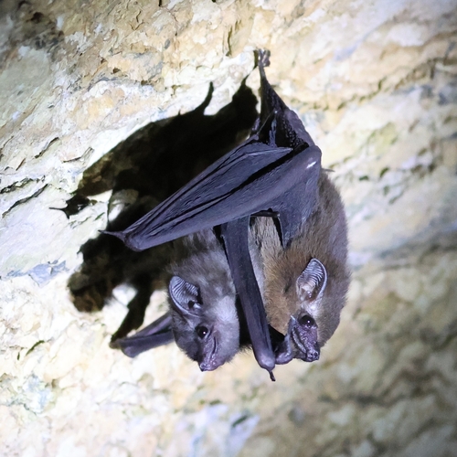 Lesser Sheath-tailed Bat (Emballonura monticola)