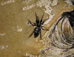 Sergiolus